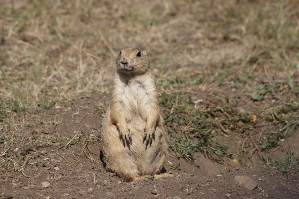 prairie dog in custer state park