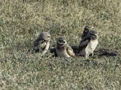 badlands wildlife expedition burrowing owl