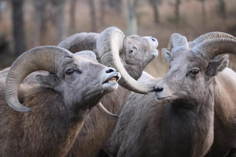 how to visit the black hills and badlands travel blog