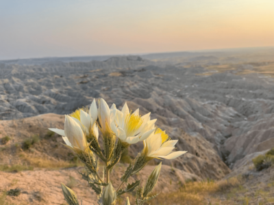 ten petal blazingstar