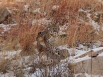the wildlife of the black hills