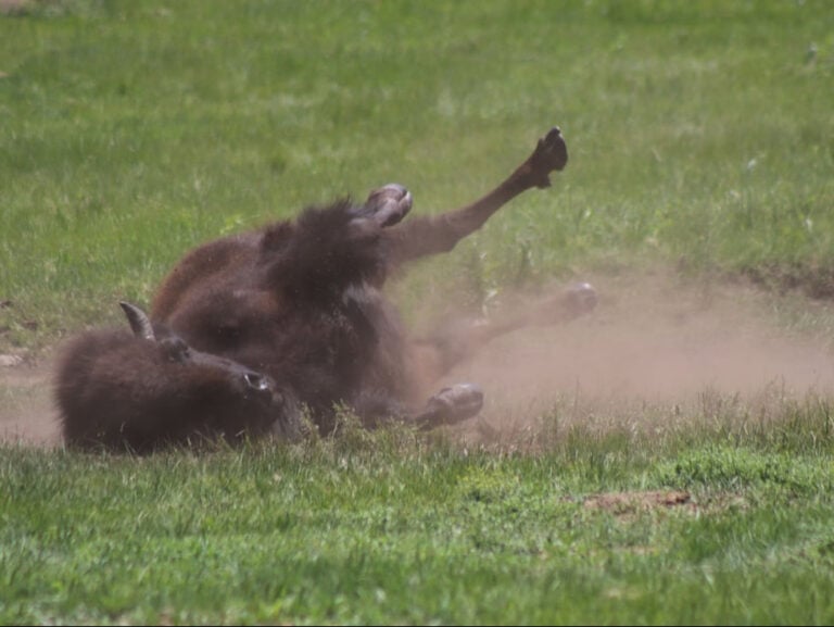 wildlife loop road wind cave and wildlife tour the southern black hills