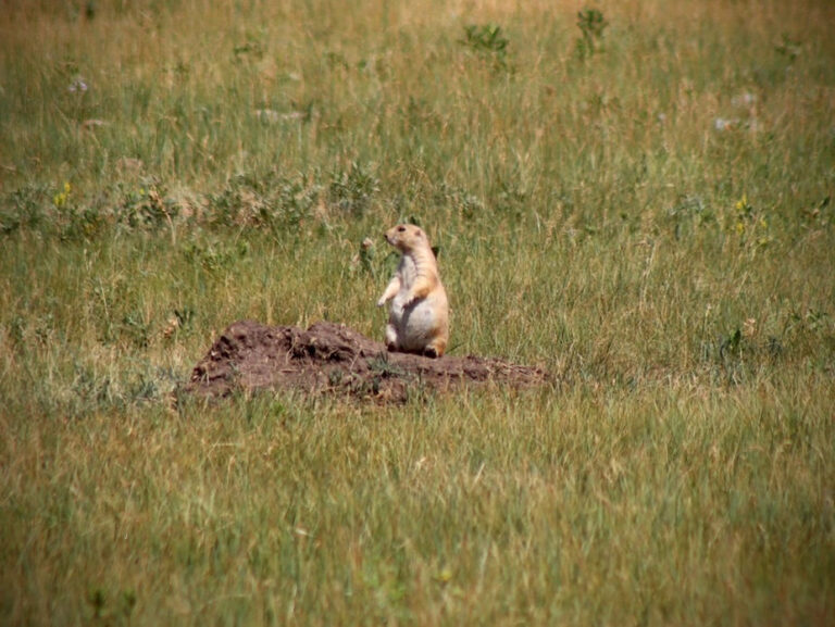 prairie dog in custer state park on the ultimate wind cave adventure tour