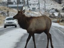 the wildlife of the black hills