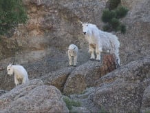 the wildlife of the black hills