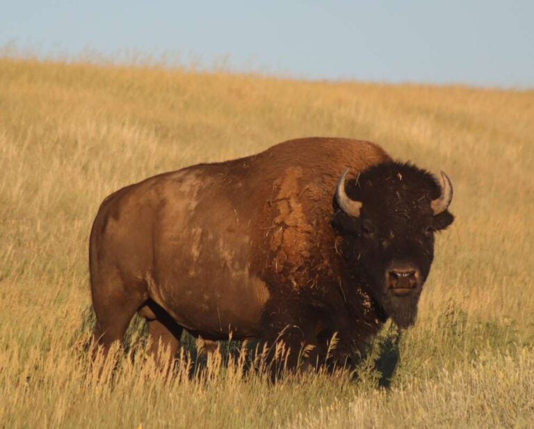 buffalo on the prairie in south dakota.