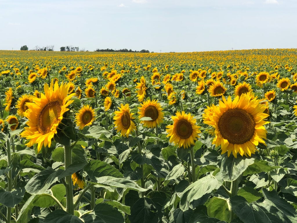 Sunflower Futures: Good Times Ahead! 19 sunflower futures