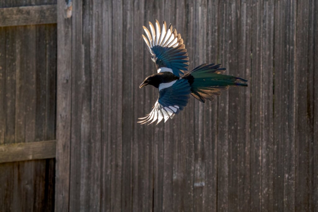 the black hills great race