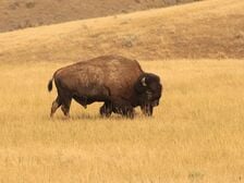 the wildlife of the black hills