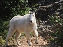 the wildlife of the black hills