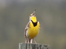 the wildlife of the black hills
