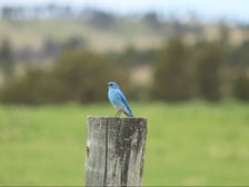 mountain bluebird. wildlife dangers in south dakota