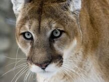 the wildlife of the black hills