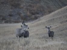 the wildlife of the black hills