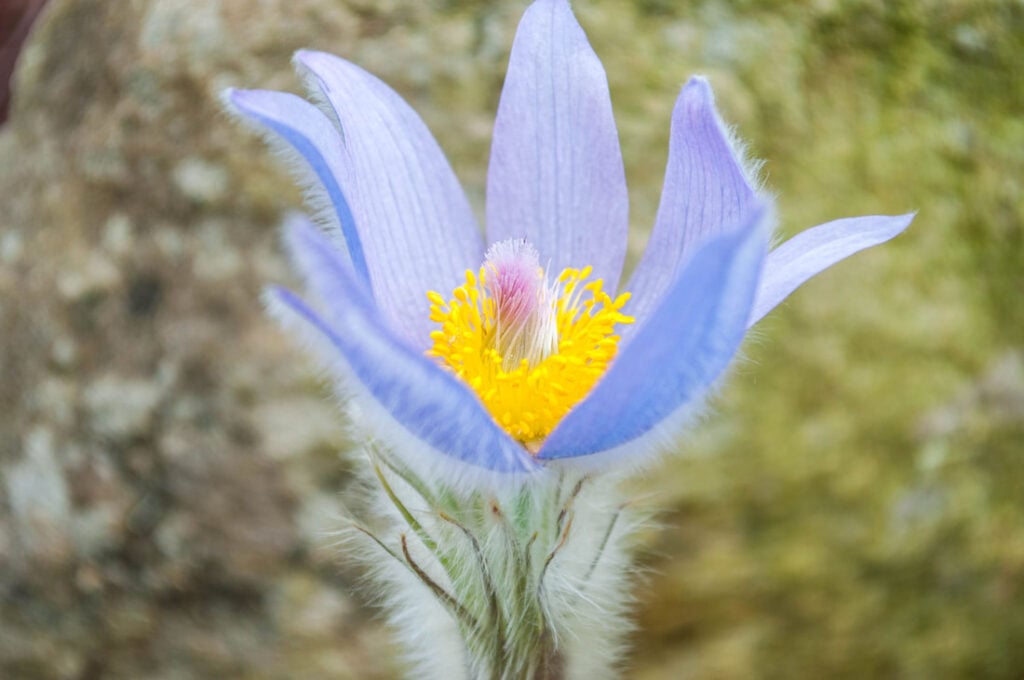 The Pasque Flower Of South Dakota 46 ecology pasque flower