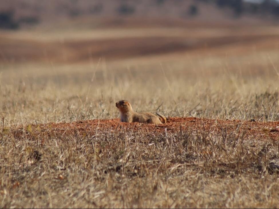 the wildlife of the black hills