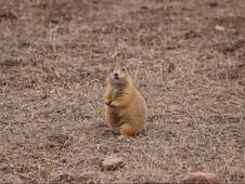 the wildlife of the black hills