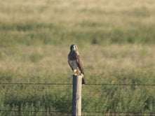 the wildlife of the black hills