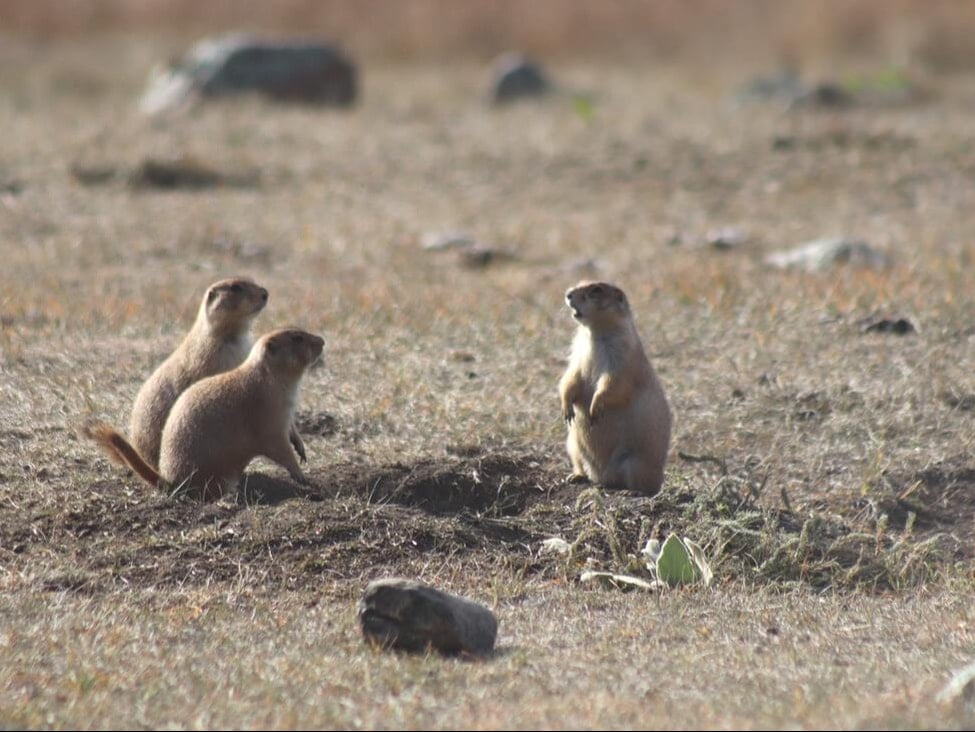 the wildlife of the black hills