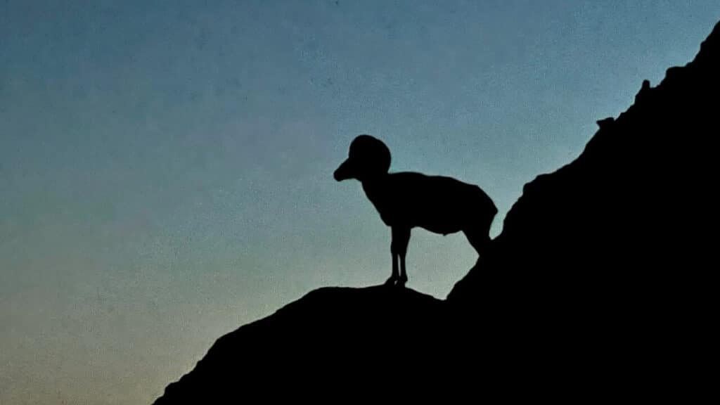 Experience The Black Hills And Badlands At Night 66 badlands bighorn sheep black hills and badlands at night