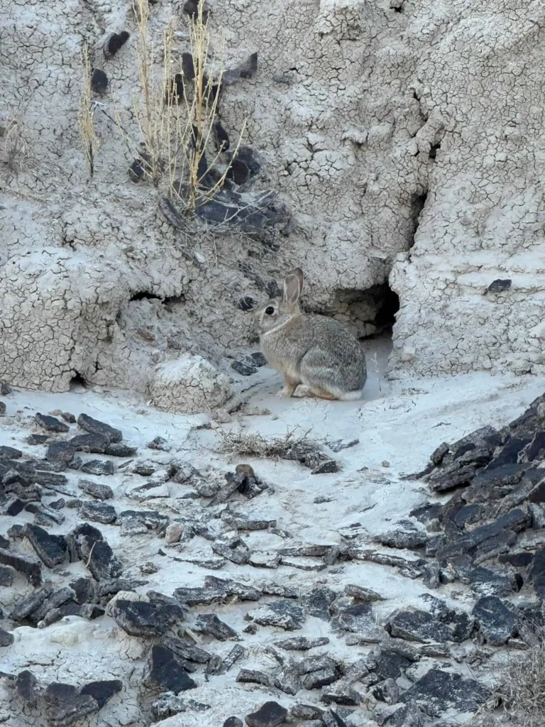 cottontail rabbit exploring the badlands year round