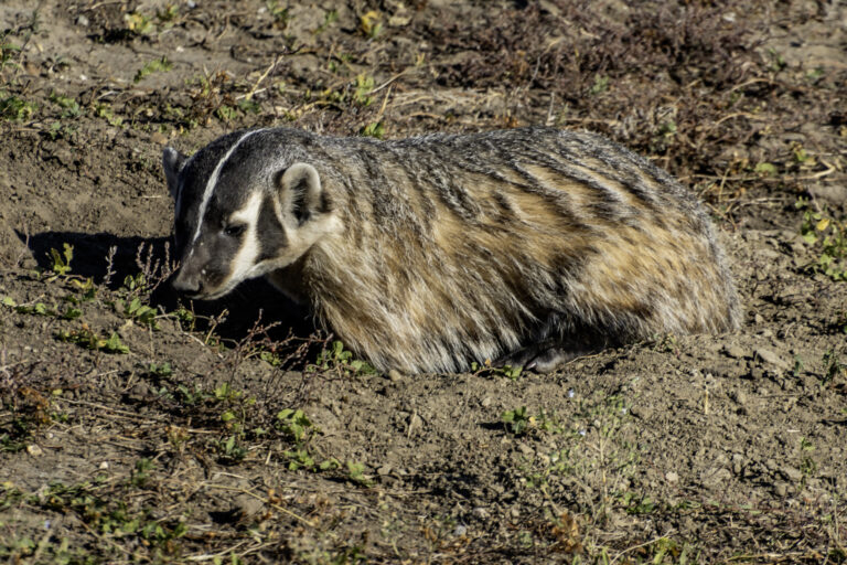 badger in badlands national park faq