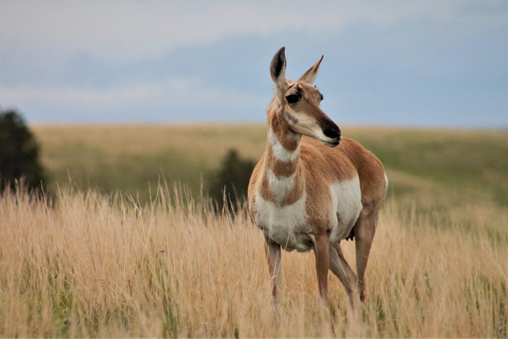 in a field at wind cave, an antelope is seen standing amidst the tall grass, embodying the serene wildlife of the area.