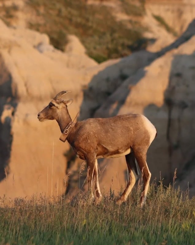 bighorn sheep at badlands national park wildlife expedition
