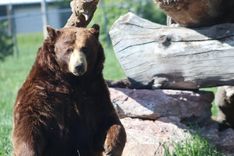 bear country usa