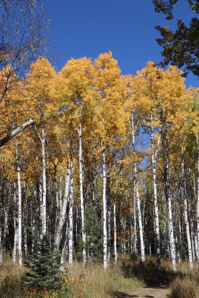 Black Hills Fall Season 58 palmer gulch birch trees in the black hills fall season