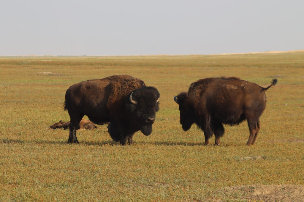 discover the badlands wildlife