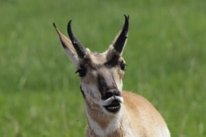 wildlife tour of the black hills pronghorn anetelope black hills wildlife