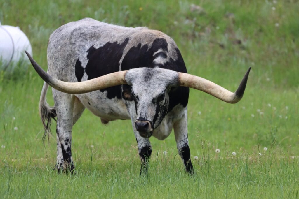 Black Hills Backroads Adventures 1 longhorn on the black hills backroads