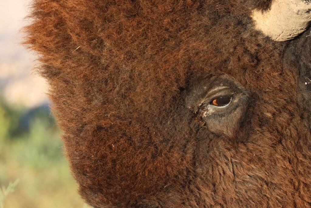 Black Hills Travel