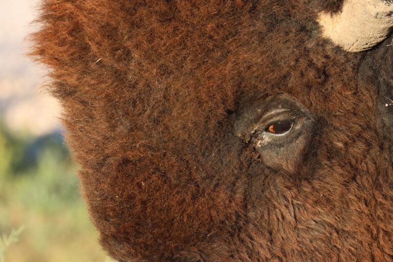 black hills travel