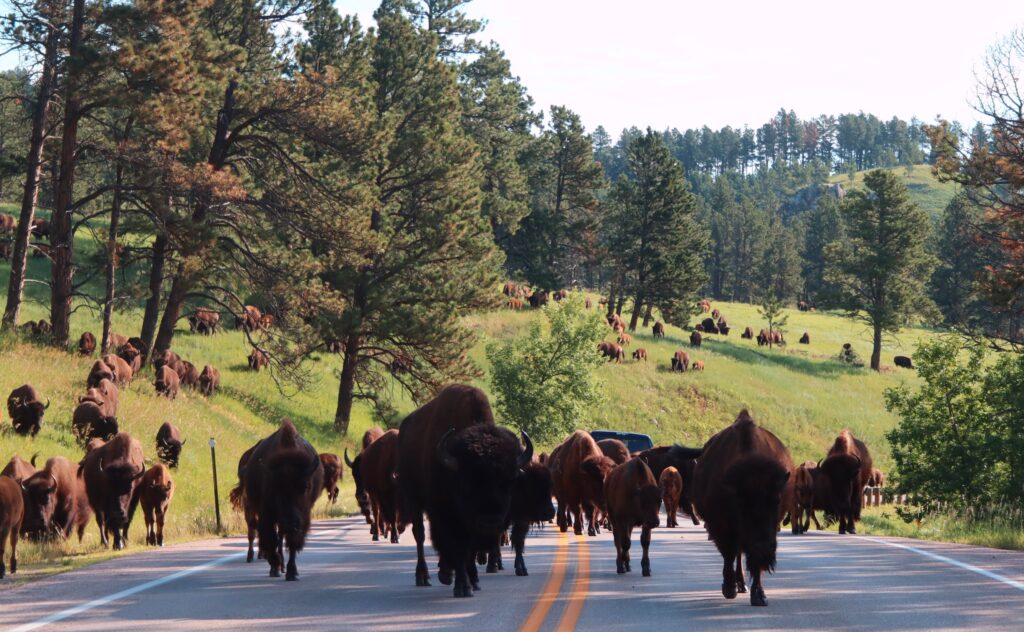buffalo in custer state park wildlife area