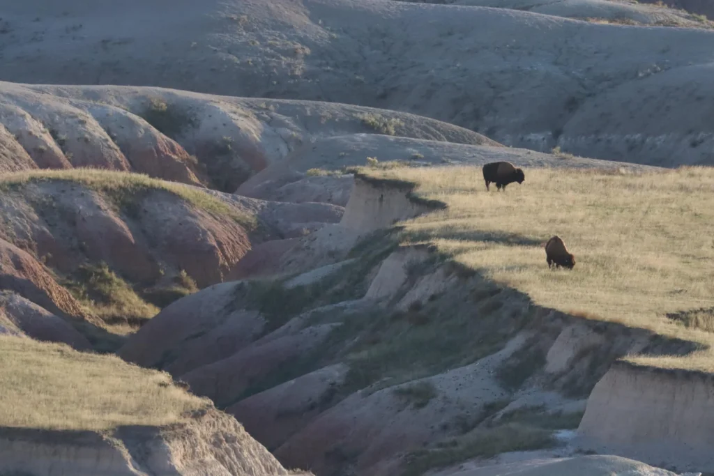 Sage Creek Wilderness Bison on Table
