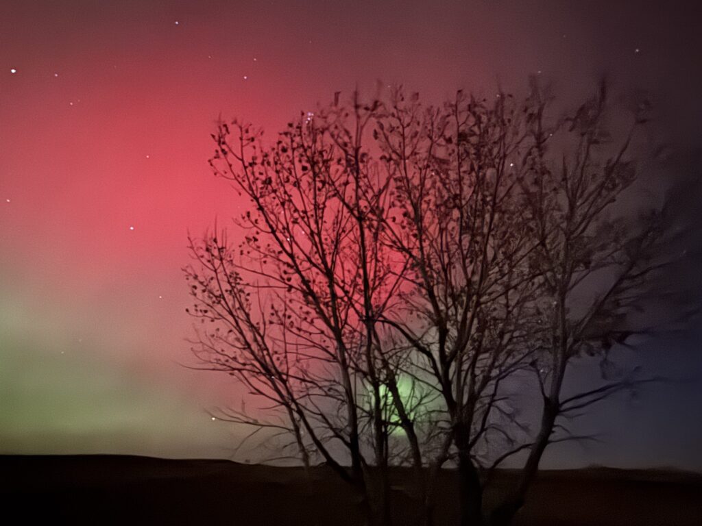 The Northern Lights In South Dakota 66 the northern lights in badlands national park. badlands aurora through a cottonwood tree.