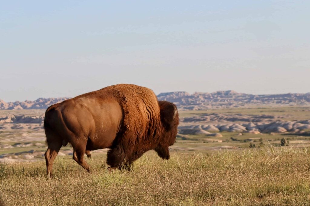 respectful wildlife photography in the black hills and badlands quiet wildlife tours in the black hills and badlands with bison at sunrise