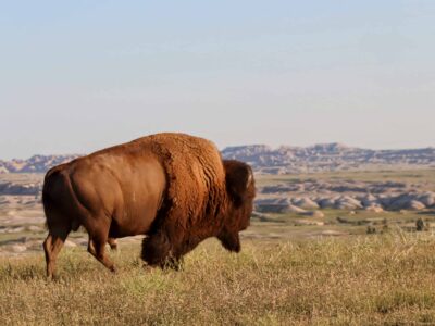 respectful wildlife photography in the black hills and badlands quiet wildlife tours in the black hills and badlands with bison at sunrise