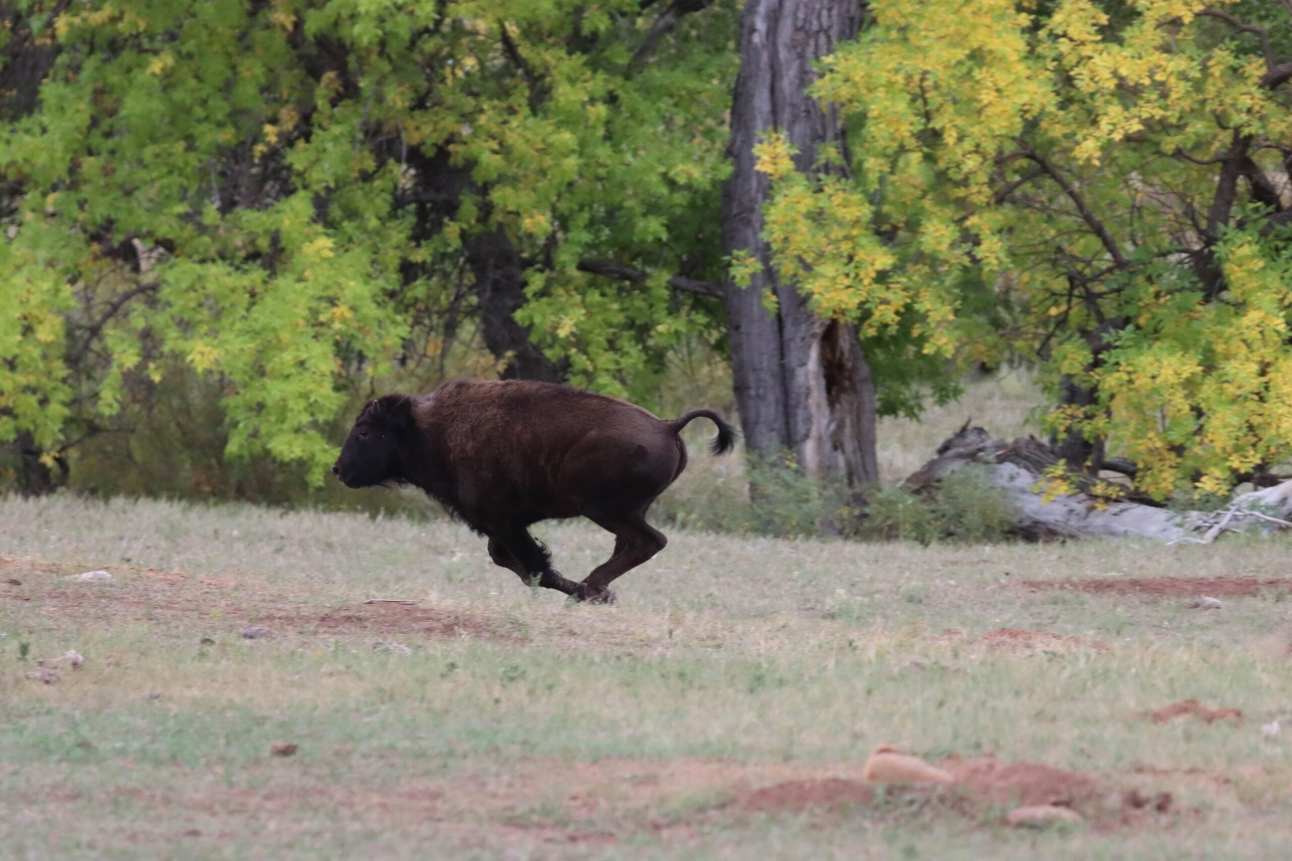 baby bison running across custer state park