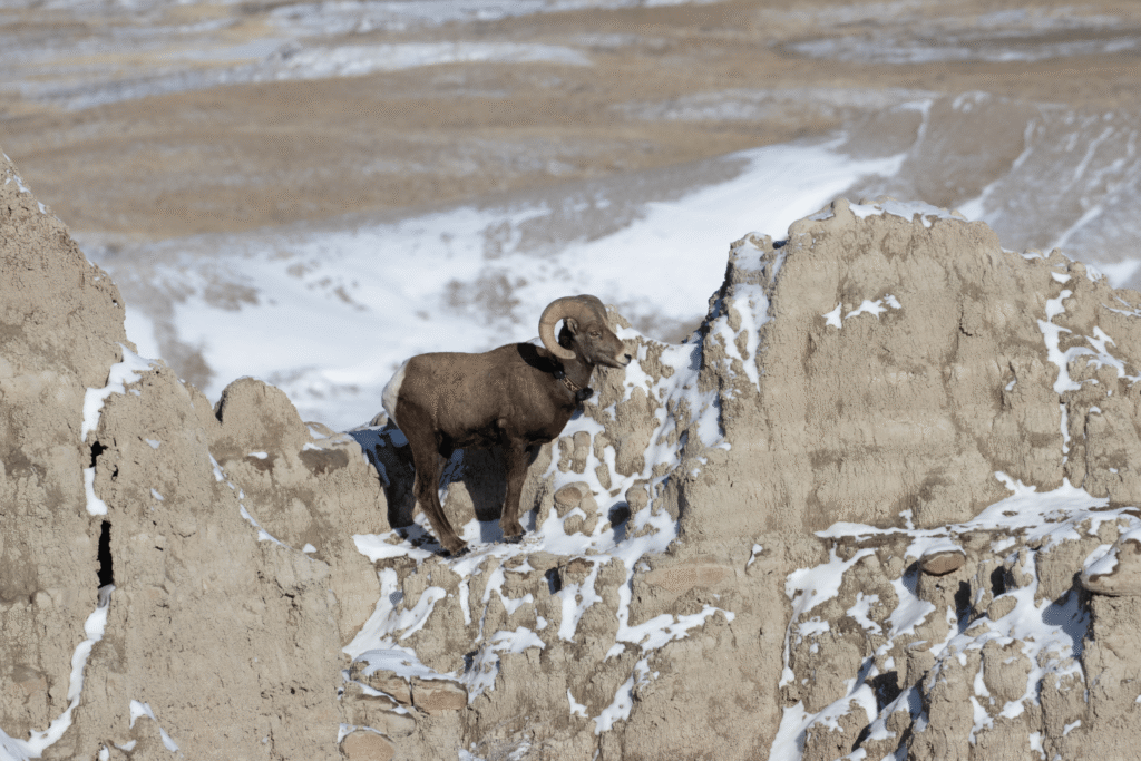 bighorn sheep at the badlands in winter