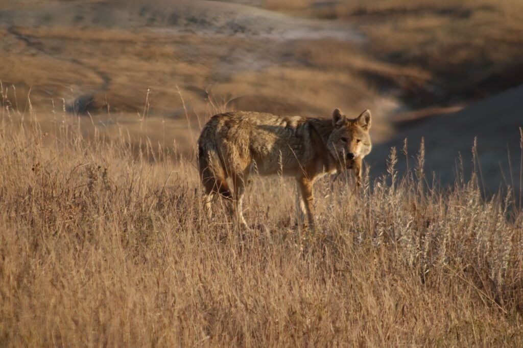 wildlife coyote badlands wildlife expedition
