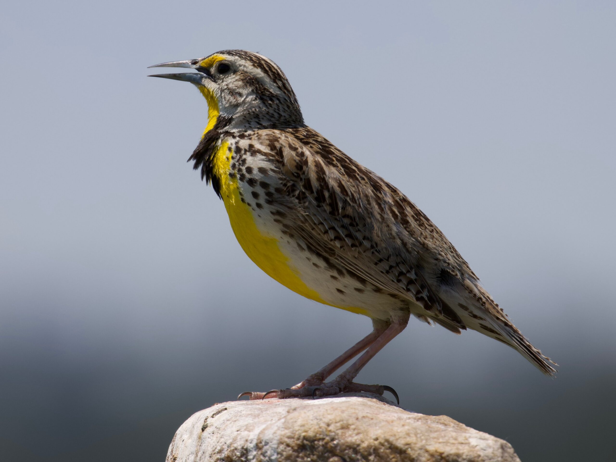 meadowlark of the black hills and badlands on a fencepost