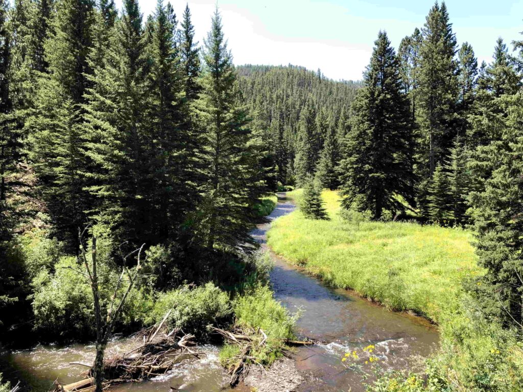 protected lands of the black hills showing forest and a healthy riparian system working together.