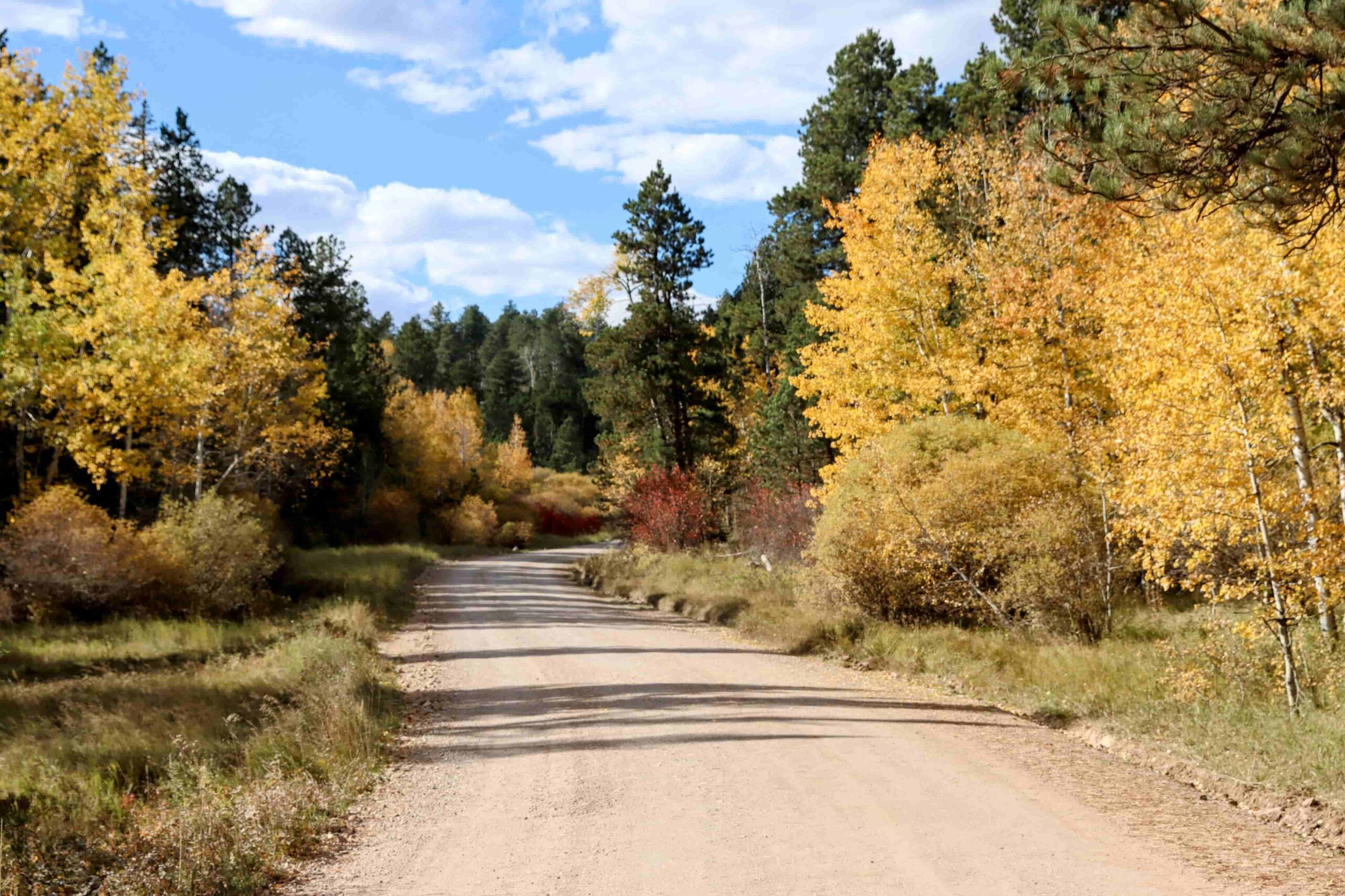 backroad in spearfish canyon with fall leaves