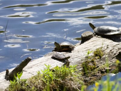 black hills and badlands ecology turtles on a log in a pond.