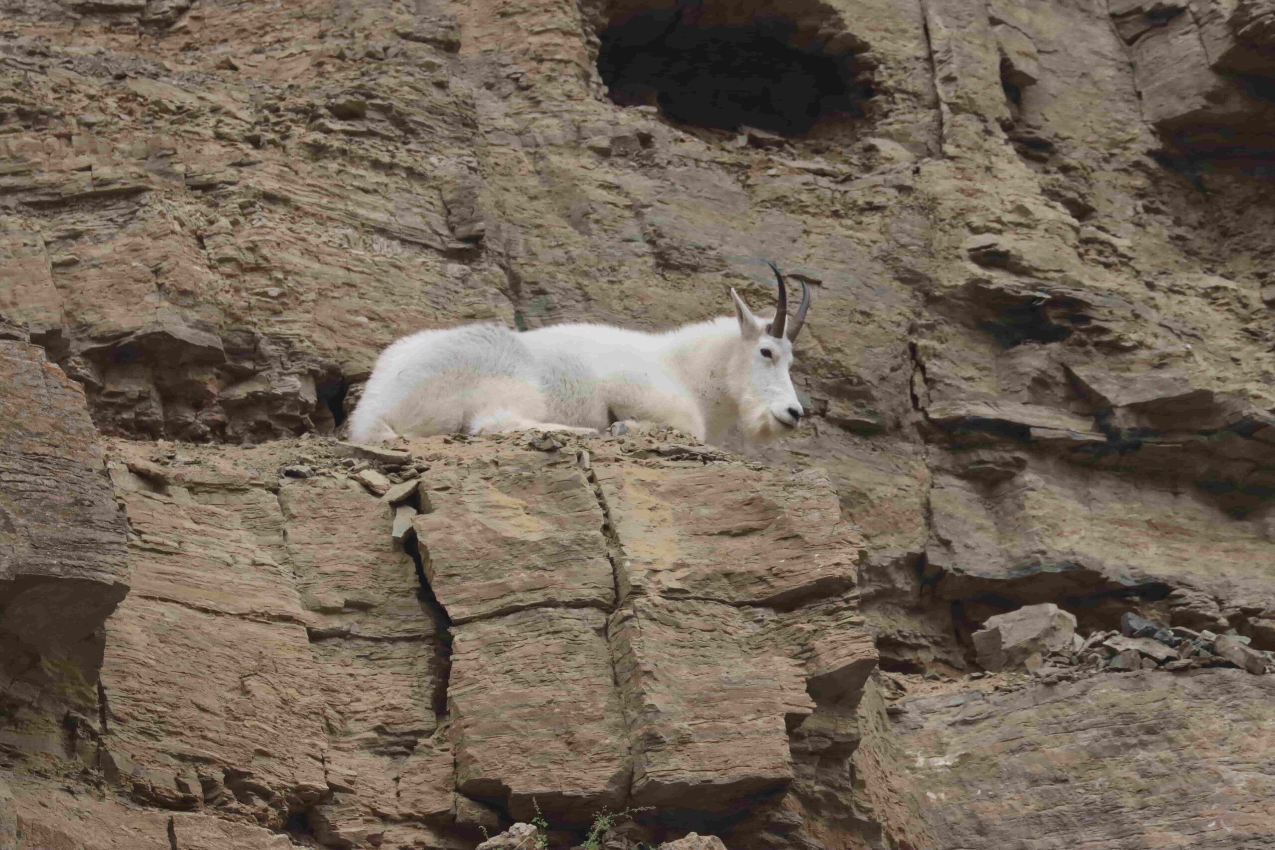 white mountain goat in spearfish canyon
