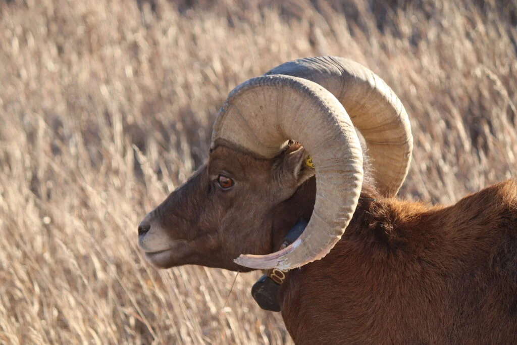 wildlife tours of the badlands