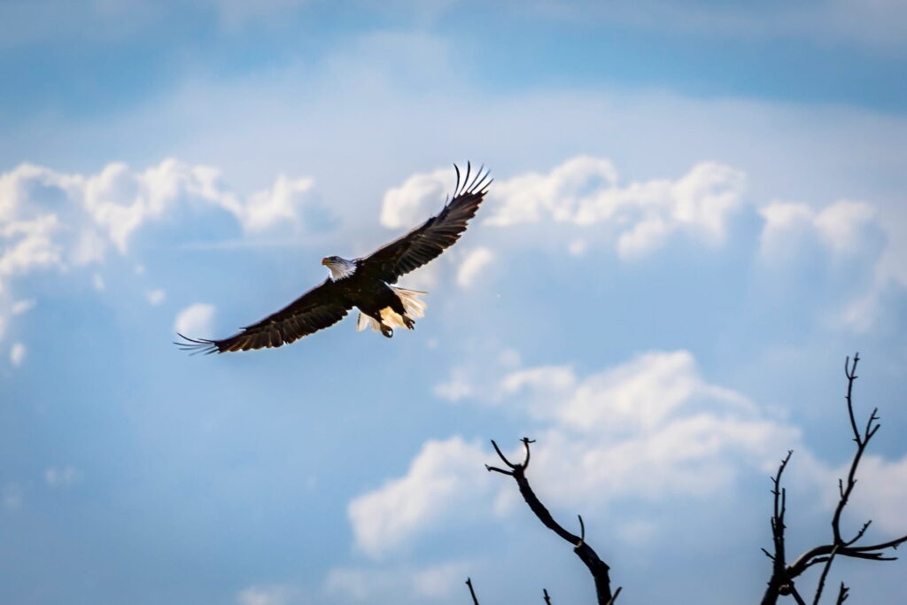 eagle flying overhead